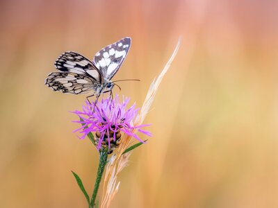 Knapweed close up insect