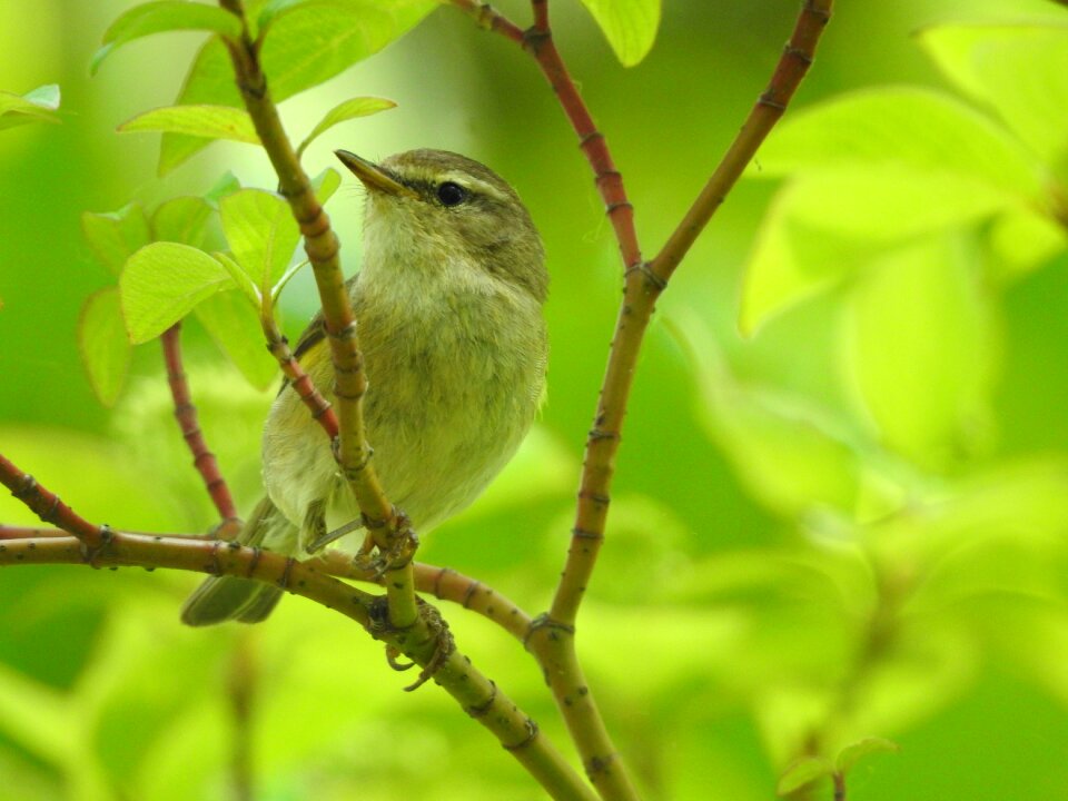 Bird animal portraits birds