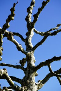 Branches bark spotty