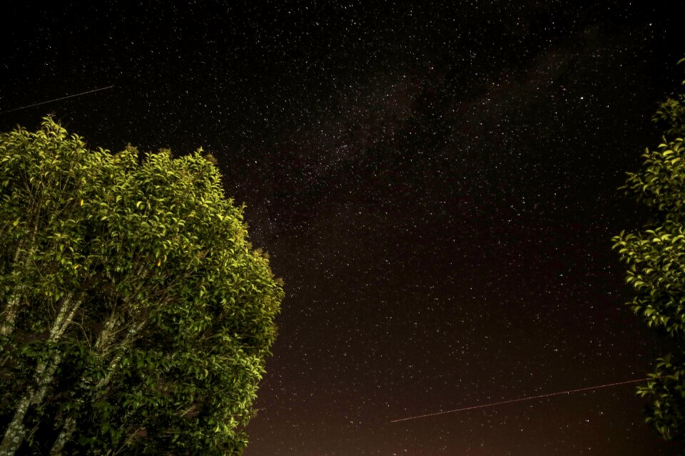Shooting trees dark
