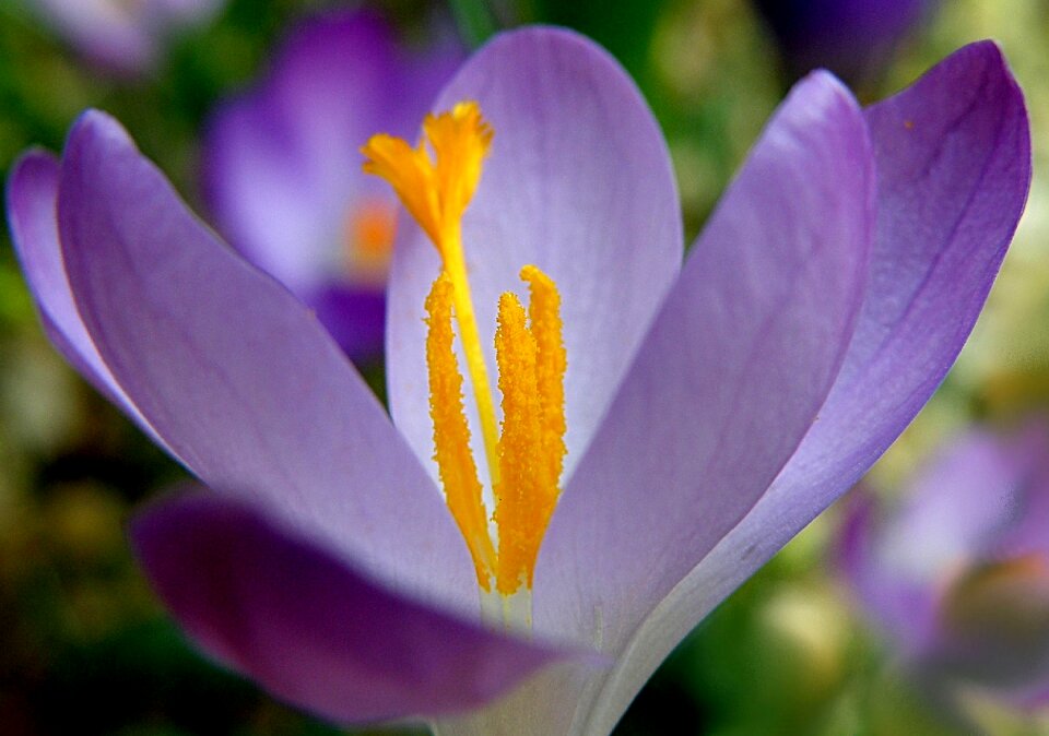 Flora garden petal