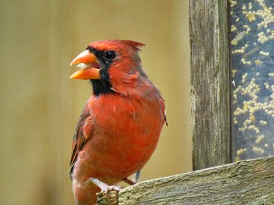Songbird wildlife red photo