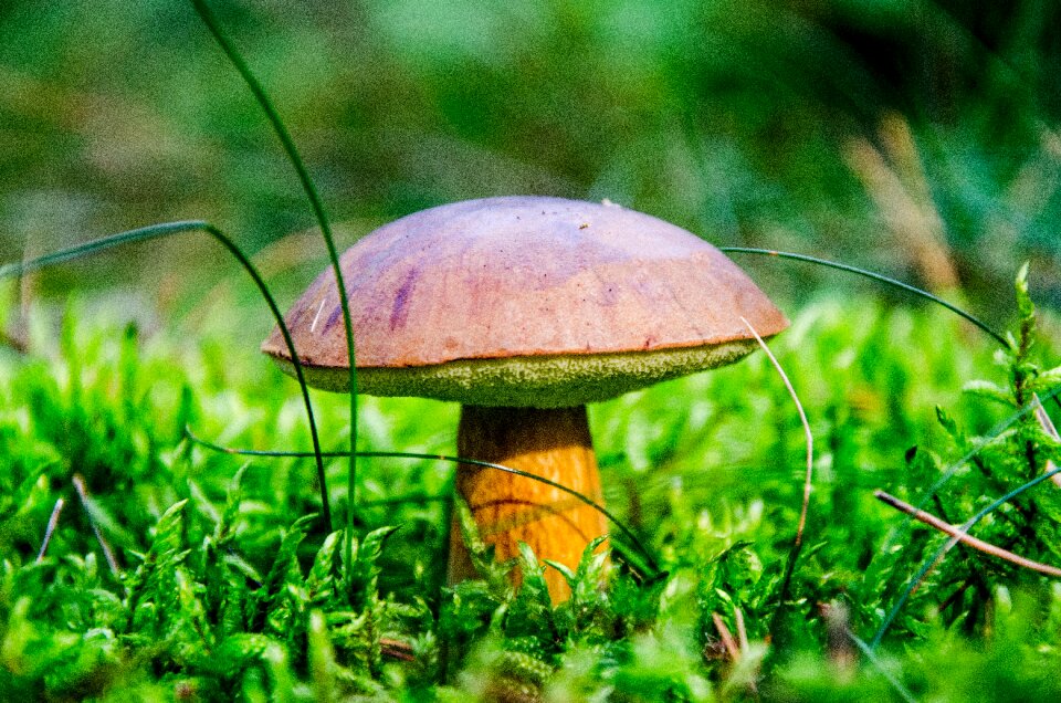 Forest brown cap blue mushroom
