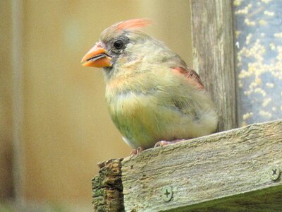 Bird female cardinal wildlife photo