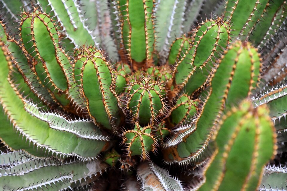 Plant sting pointed