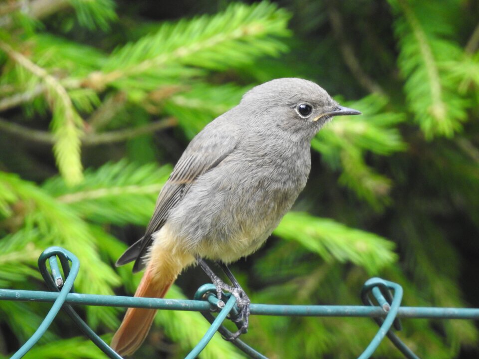 Songbirds birds close up