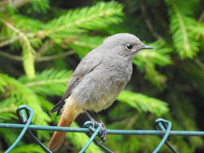 Songbirds birds close up
