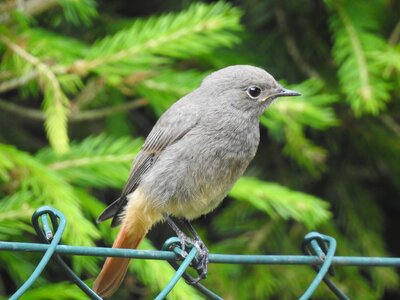 Songbirds birds close up photo