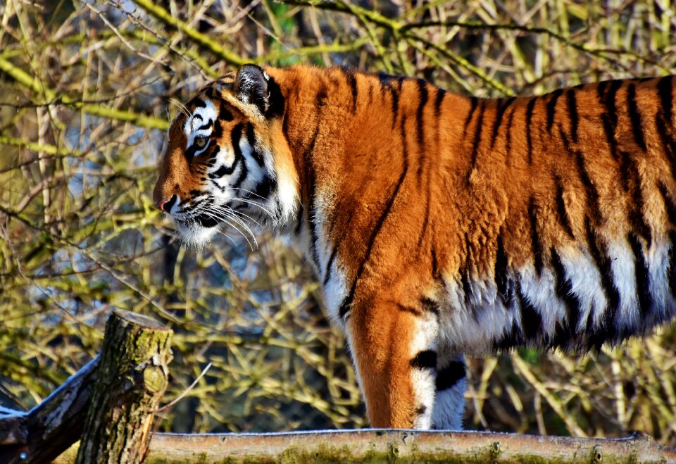 Wildcat tiger head dangerous