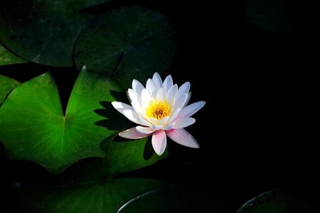 Nature summer aquatic