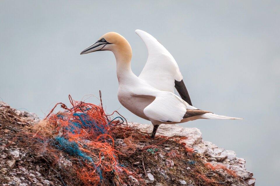 Pelecaniformes bird nature