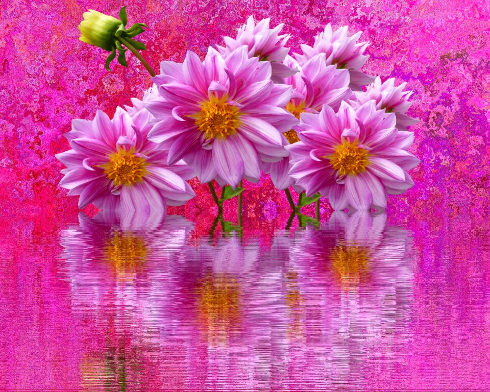 Dahlia garden blossom bloom