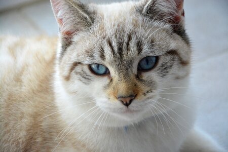 Blue eyes domestic animal cat eyes photo