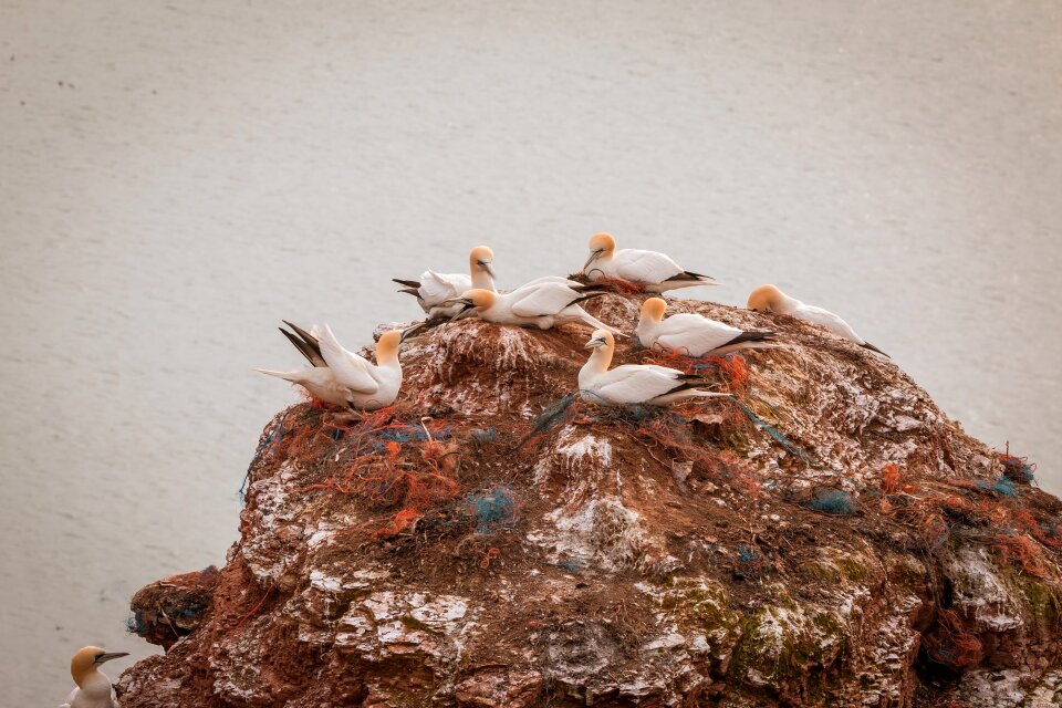 Pelecaniformes bird nature