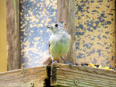Small gray wildlife