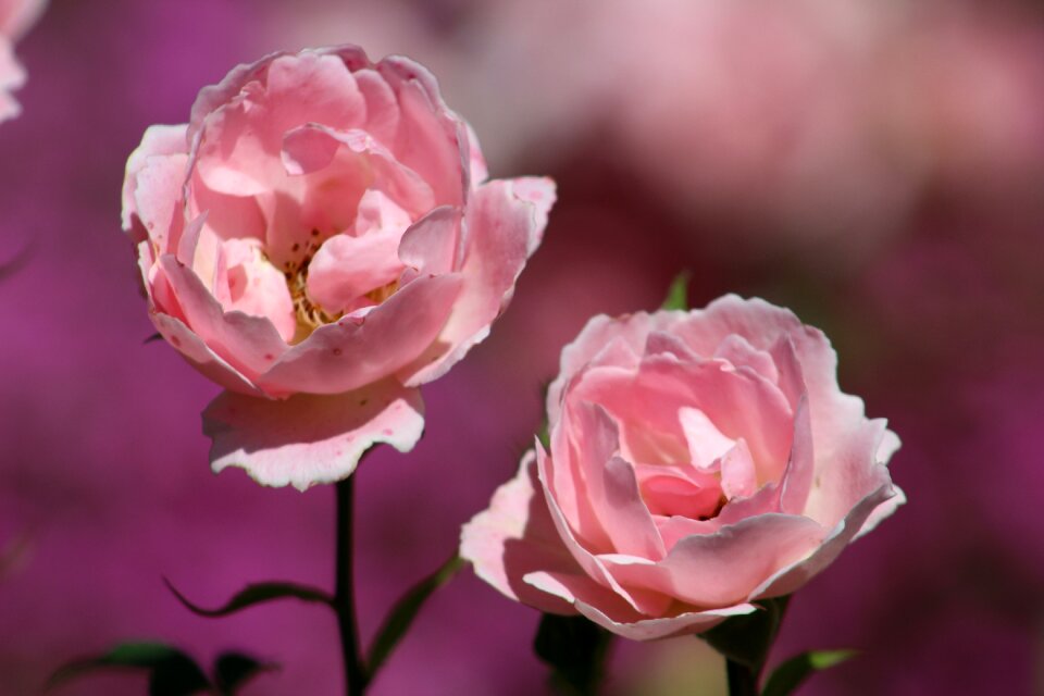 Flora nature romance