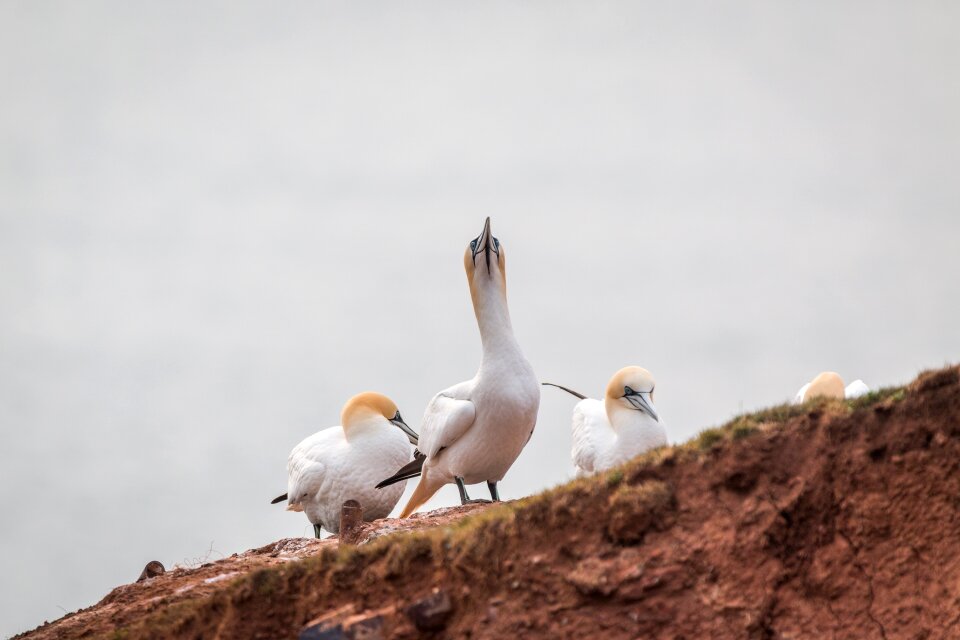 Pelecaniformes bird nature