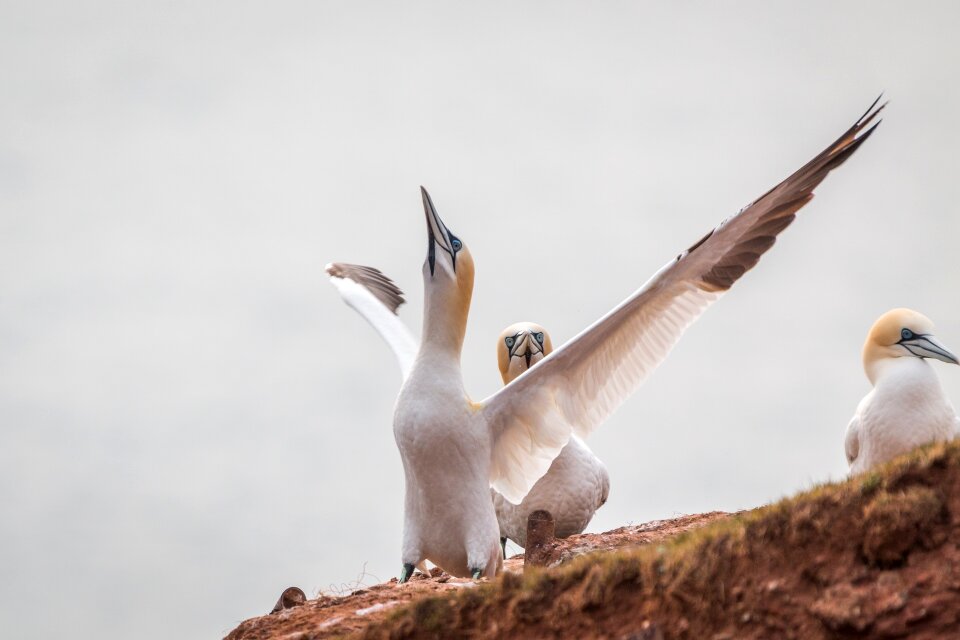 Pelecaniformes bird nature