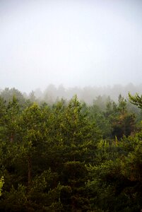 Fog pine mountain