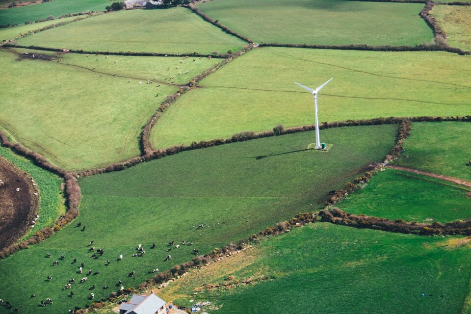Grass pastures animals