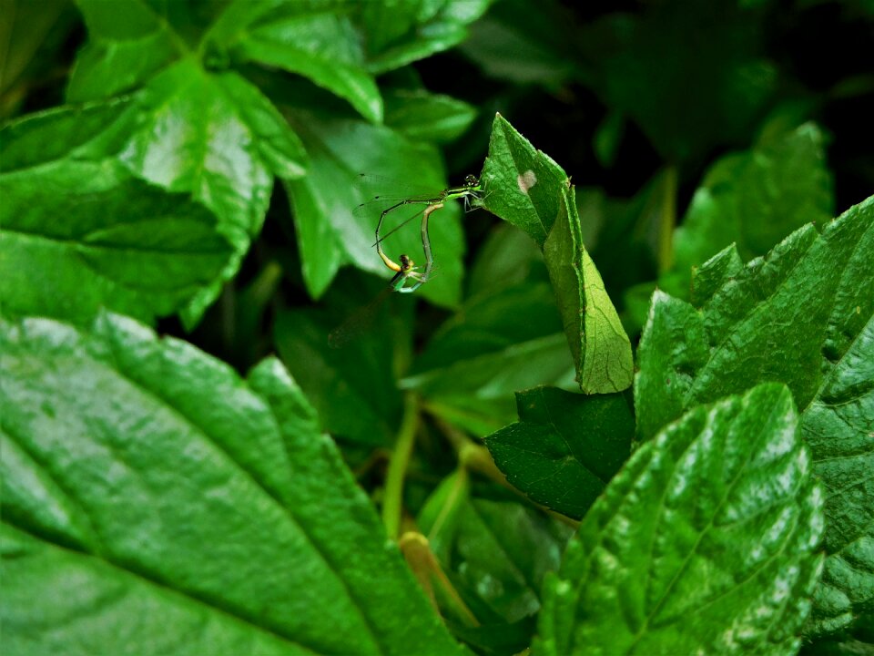 Bug natural fly