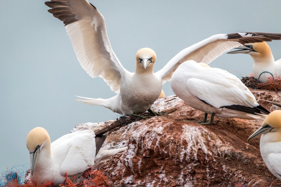 Pelecaniformes bird nature