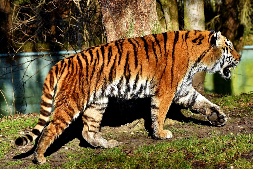 Wildcat tiger head tongue