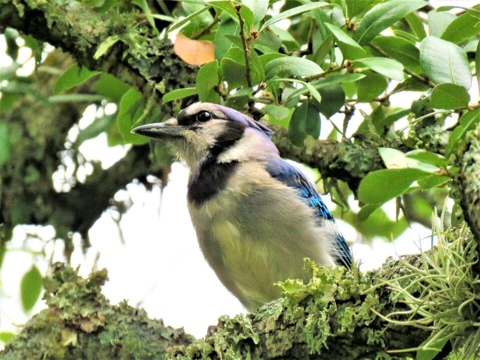 Blue jay blue and white wildlife
