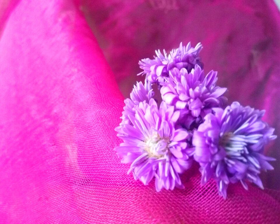 Purple floral plant