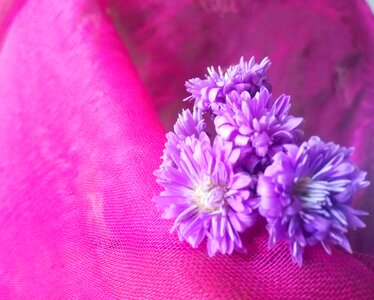 Purple floral plant
