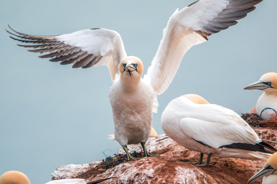 Pelecaniformes bird nature