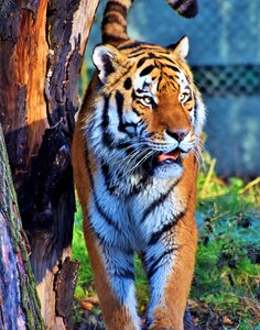 Wildcat tiger head tongue photo