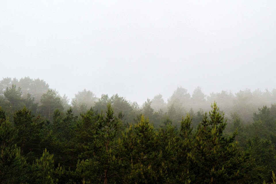 Fog pine vistabella