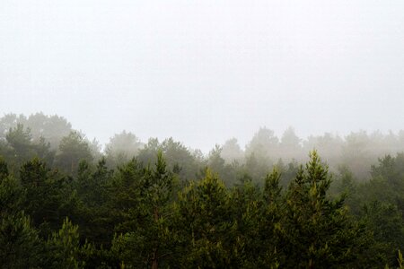 Fog pine vistabella photo