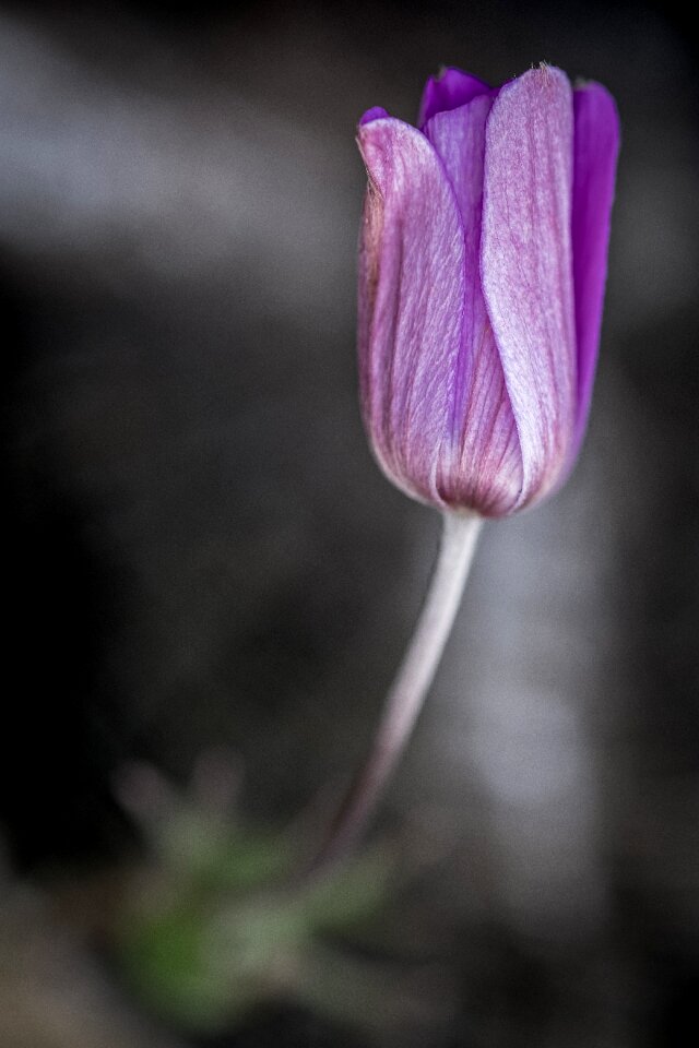 Wild flower plants tiny photo