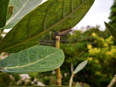 Green insect leaf