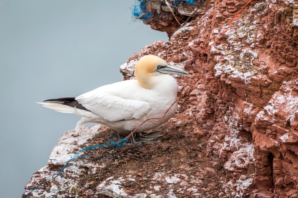Pelecaniformes bird nature