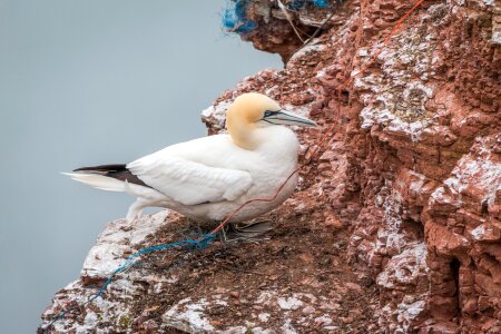 Pelecaniformes bird nature photo