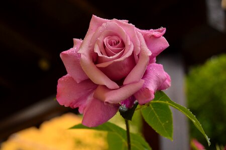 Rosa flower rocio