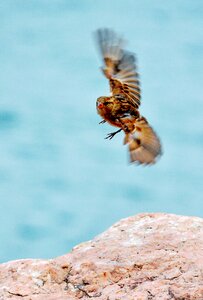 Bird songbird sparrows