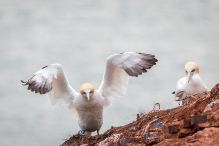 Pelecaniformes bird nature photo