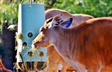 Kuhschnauze cow wild animal photo