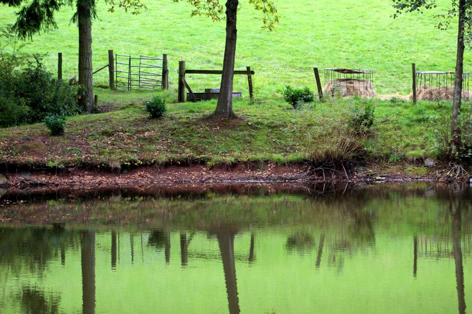 Lake reflection green