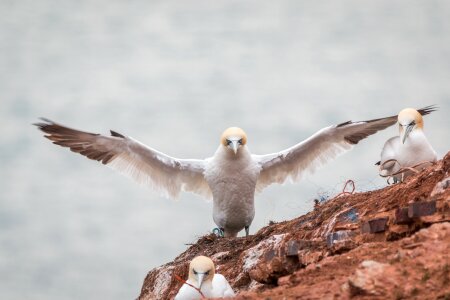 Pelecaniformes bird nature photo