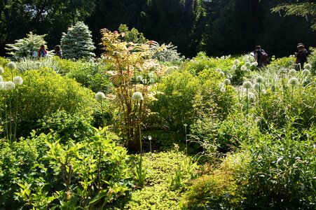 Perennials perennial planting green photo