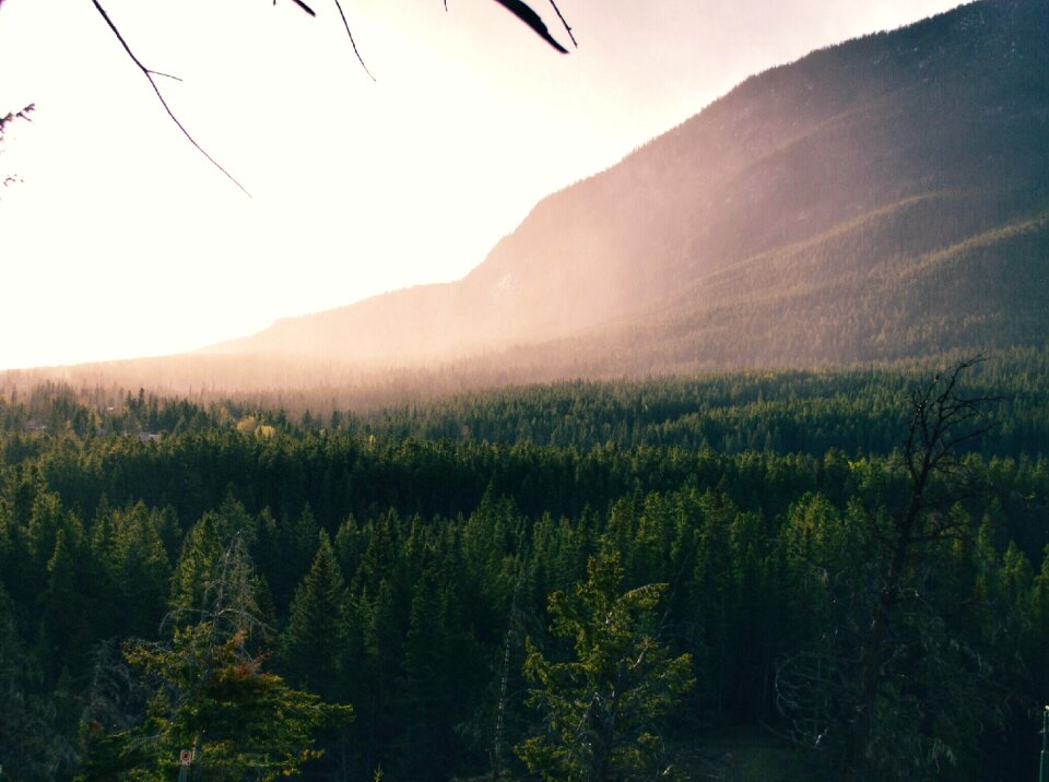 Summit peaks forests