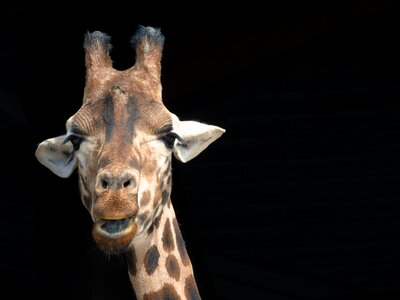 Wildlife giraffe head