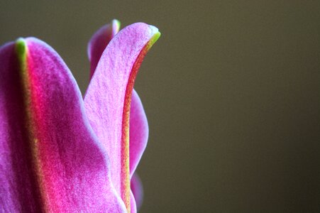 Abstract floral natural