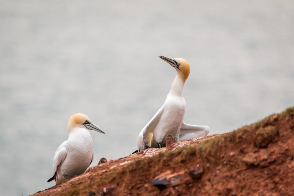 Pelecaniformes bird nature