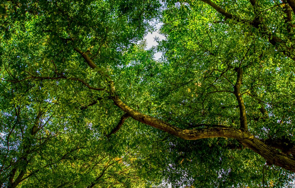 Green leaves nature